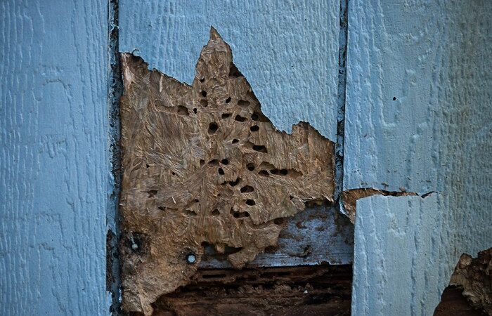 Termite resistant siding